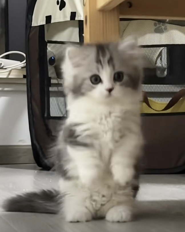 Funny Cat Names Examples - Chairman Meow, Purrlock Holmes & More